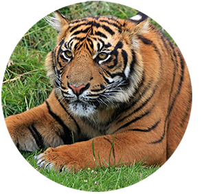 Tigre rond